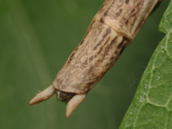 Bacillus rossius redtenbacheri